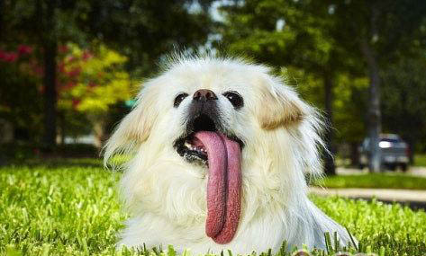 公蝴蝶犬一生認幾個主人