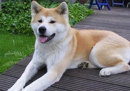 秋田犬和柴犬幼犬哪個好