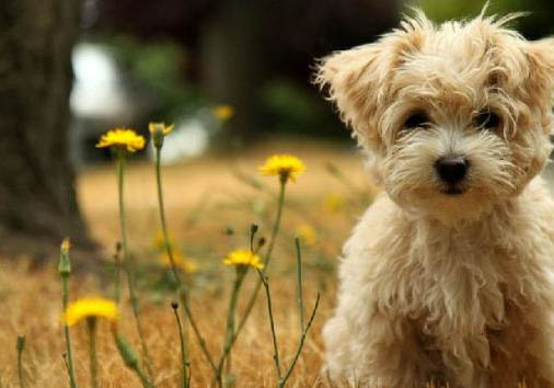 泰迪犬狗狗怎么訓練