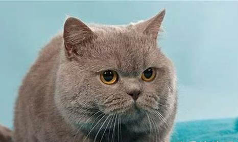 卡爾特貓不吃不喝