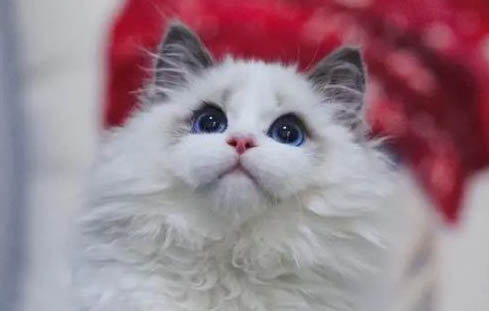 飼養布偶貓要注意什么
