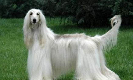 阿富汗獵犬鼻子出血的原因及處理方法