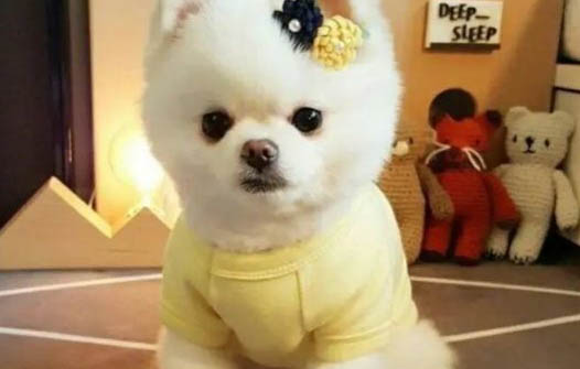 小狗可以吃杏仁嗎