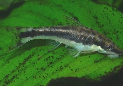 魚(yú)蹭魚(yú)缸是怎么回事
