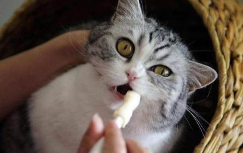 如何確認貓舍有沒有給貓打疫苗