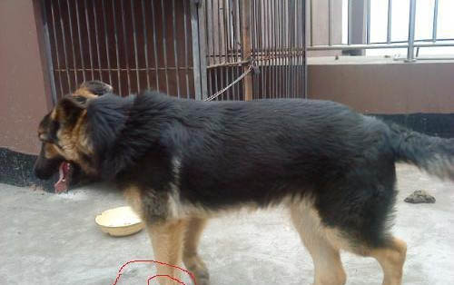 小狗打噴嚏咳嗽是怎么回事
