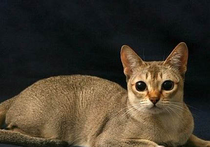 新加坡貓換牙期注意事項