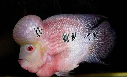 羅漢魚從幼苗到長頭需要多久