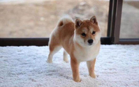 狗得細小用什么藥最好