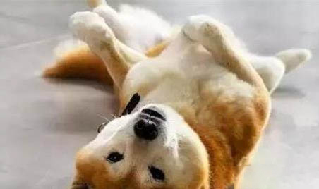 狗狗打狂犬疫苗免費嗎?