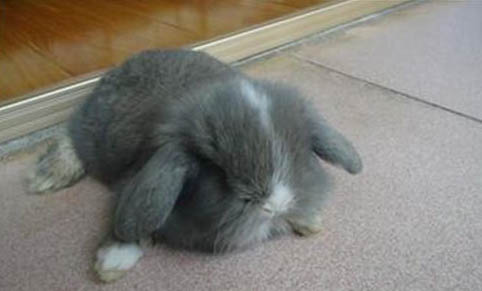 寵物兔和家兔哪個好養