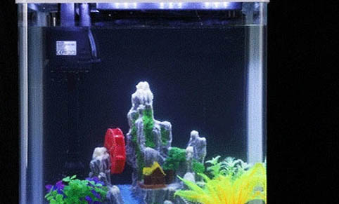 金魚新入缸的養殖方法