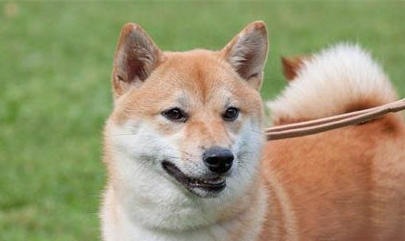 柴犬為什么貴