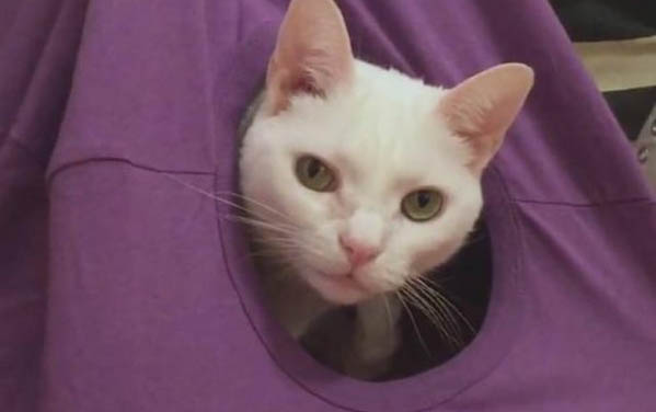 小貓鼻子干燥是正常的嘛