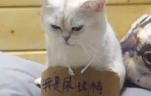 貓一般要多久才開始發情