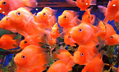 觀賞魚多久喂一次食好