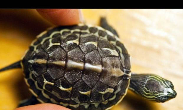 中華花龜是幾級保護動物