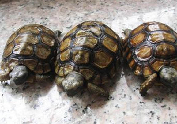 蘇卡達陸龜感冒怎么治療