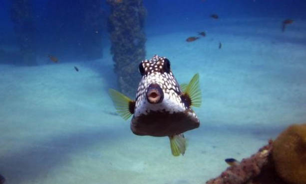 養魚不能開燈嗎？