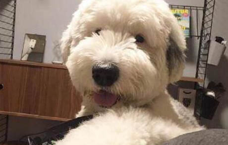 狗狗兩個月可以體外驅(qū)蟲嗎