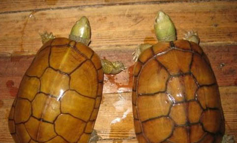 家庭飼養(yǎng)石金錢龜方法