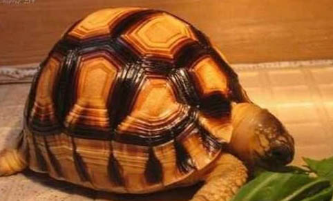寵物龜有哪些種類