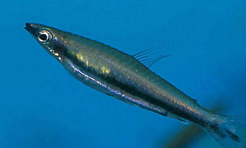釣魚竿怎樣選擇魚線