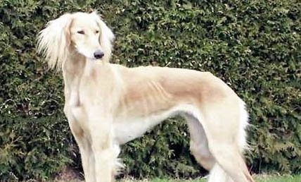 西藏獵犬眼睛紅血絲是什么原因