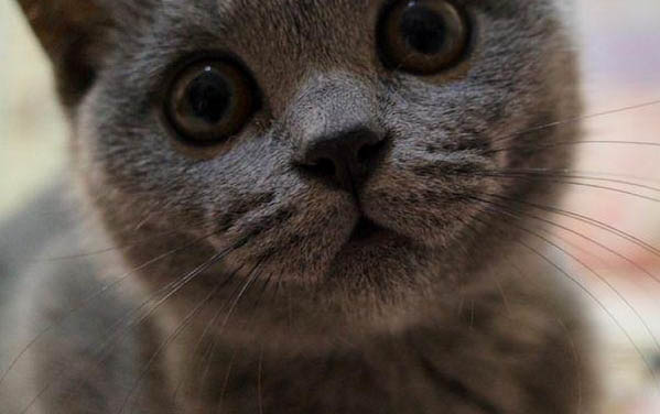 怎么教小貓不咬人