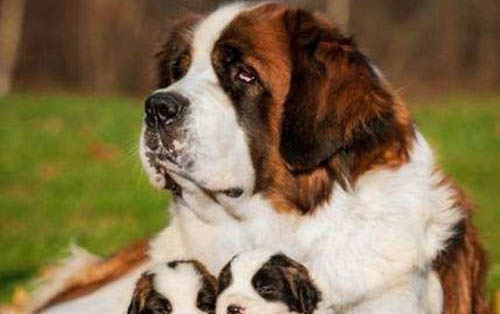 圣伯納和伯恩山哪個好