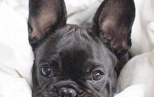 怎么判斷英國斗牛犬得了什么病