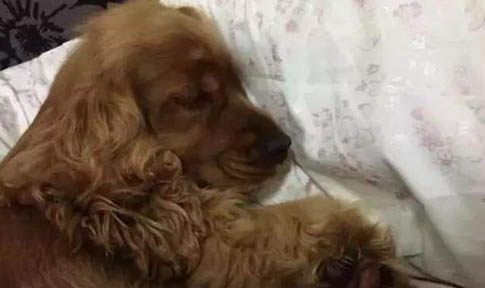 狗狗口腔疾病有哪些?
